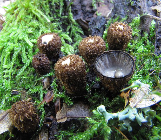 čiaškovec pásikavý Cyathus striatus (Huds.) Willd.