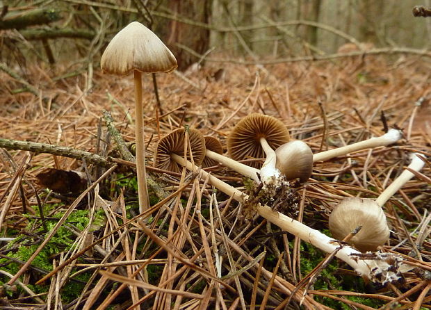 hodvábnica väčšia Entoloma cf. hirtipes (Schumach.) M.M. Moser