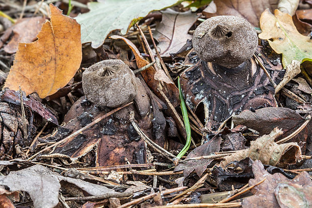 hviezdovka Berkeleyova Geastrum berkeleyi Massee