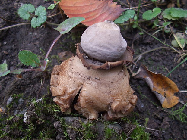 hviezdovka trojitá Geastrum triplex Jungh.