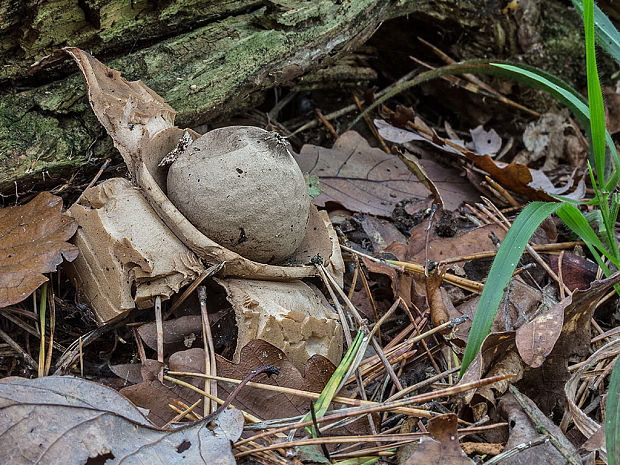 hviezdovka trojitá Geastrum triplex Jungh.