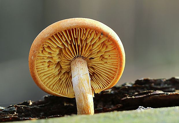 šupinovec nevoňavý Gymnopilus penetrans (Fr.) Murrill