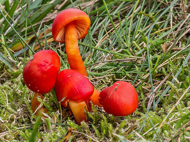 lúčnica šarlátová Hygrocybe coccinea (Schaeff.) P. Kumm.