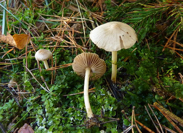 vláknica hlinovolupeňová Inocybe geophylla P. Kumm.