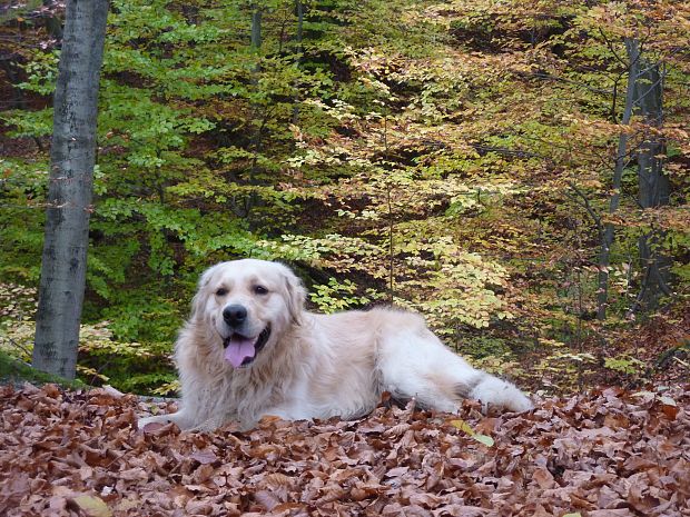 jeseň Koelreuteria paniculata Laxm.