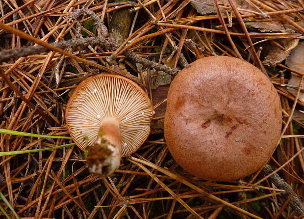 rýdzik ryšavý Lactarius rufus (Scop.) Fr.