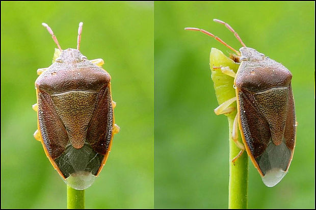 bzdocha  Piezodorus lituratus