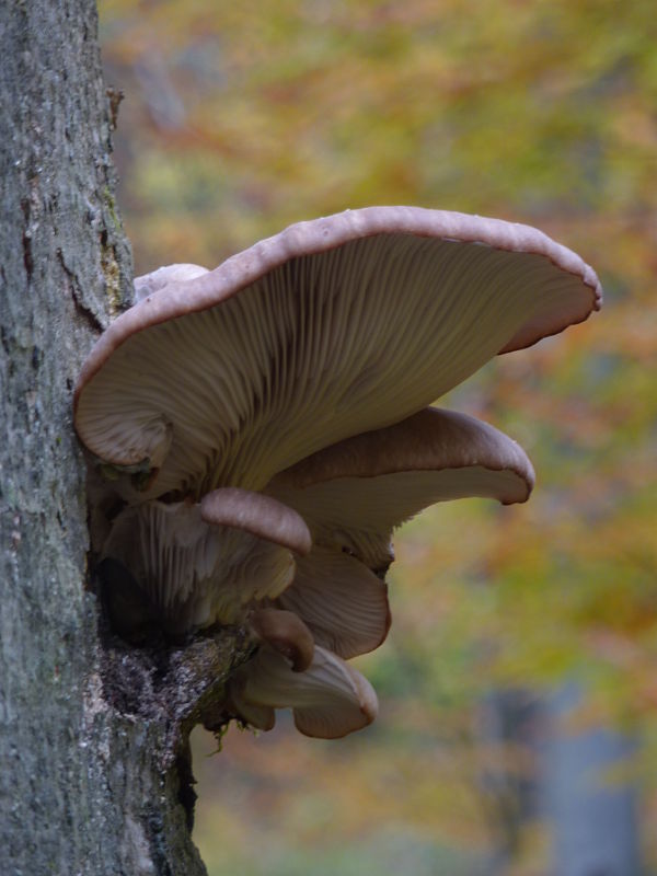 hliva  Pleurotus dryinus (Pers.) P. Kumm.