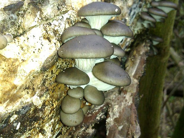 hliva ustricovitá Pleurotus ostreatus (Jacq.) P. Kumm.