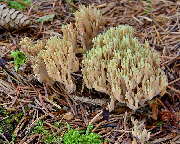 strapačka Ramaria apiculata (Fr.) Donk