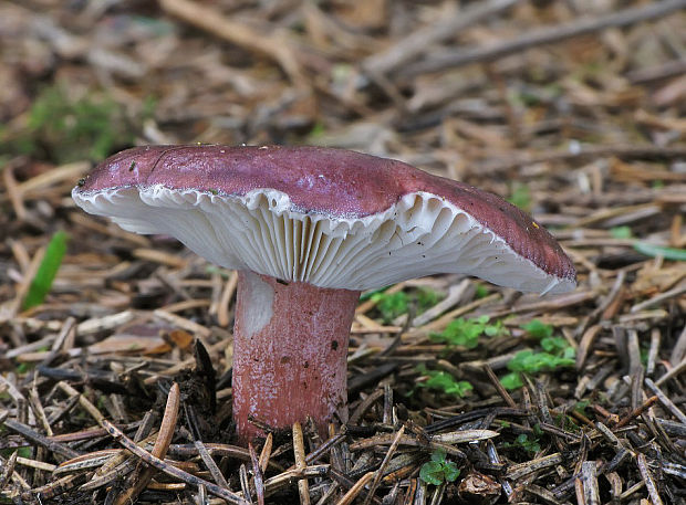 plávka Quéletova Russula queletii Fr.