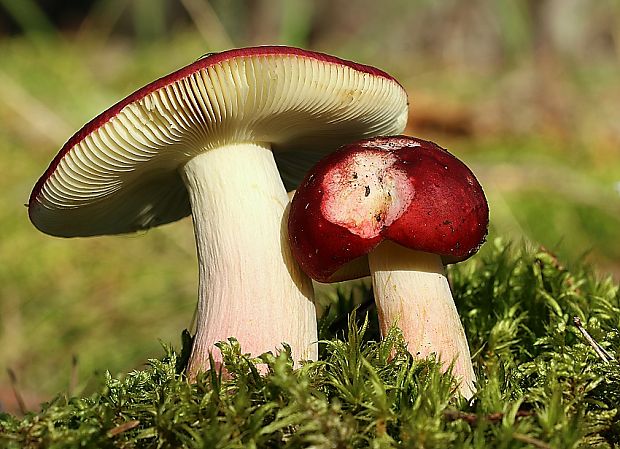 plávka vínovočervená Russula xerampelina (Schaeff.) Fr.