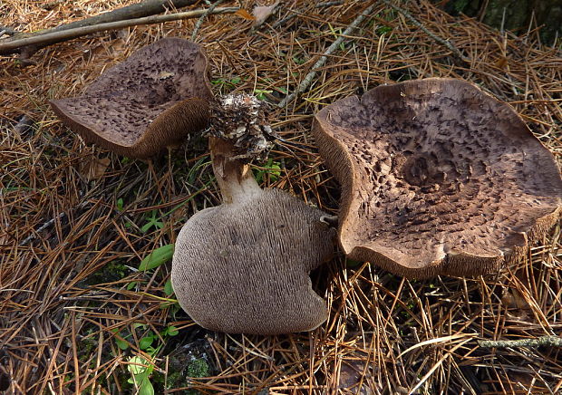 jelenkovec sosnový Sarcodon squamosus (Schaeff.) Quél.