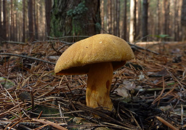 masliak strakatý Suillus variegatus (Sw.) Kuntze