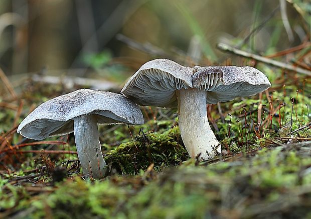 čírovka zemná Tricholoma terreum (Schaeff.) P. Kumm.