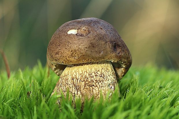 podhríb žlčový Tylopilus felleus (Bull.) P. Karst.