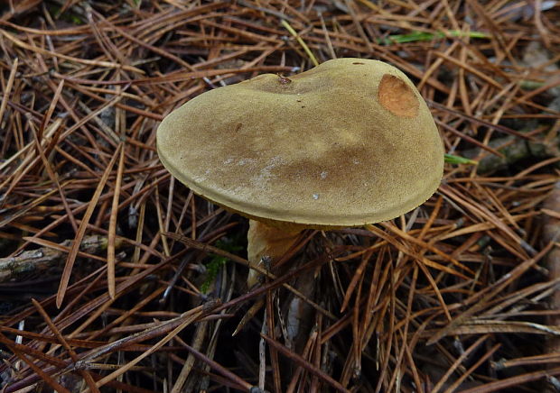 suchohríb plstnatý Xerocomus subtomentosus L.