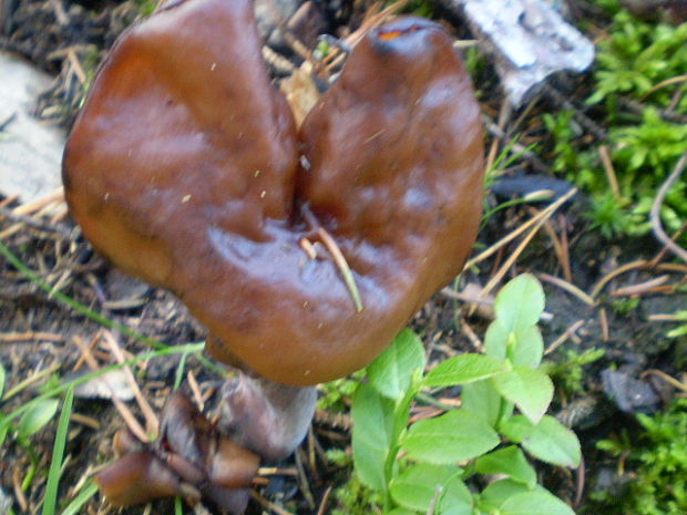 ušiak mitrovitý gyromitra infula (Schaeff.) Quél.