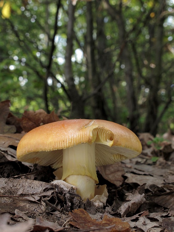 muchotrávka cisárska Amanita caesarea (Scop.) Pers.