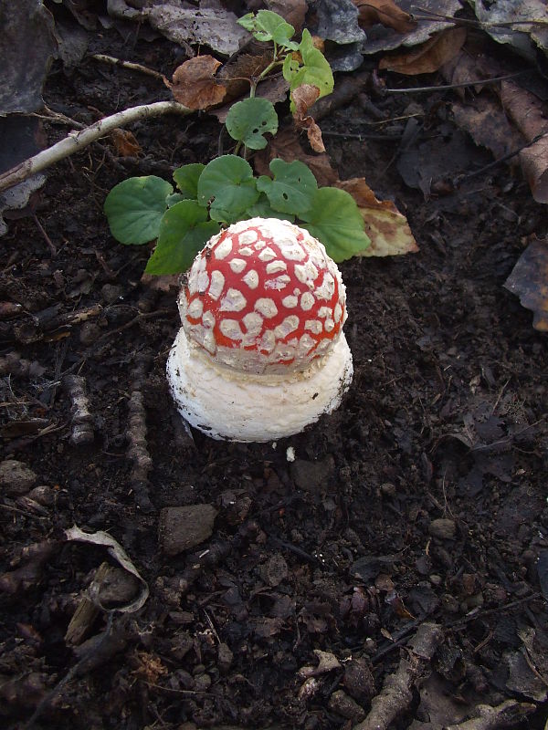 muchotrávka červená Amanita muscaria (L.) Lam.