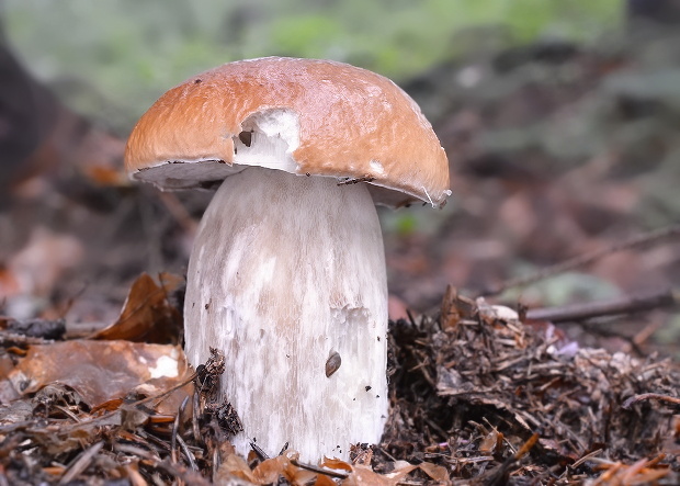 hríb smrekový Boletus edulis Bull.