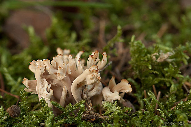 konárovka Clavulina sp.