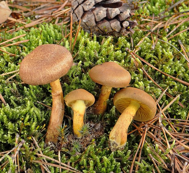 pavučinovec Cortinarius sp.