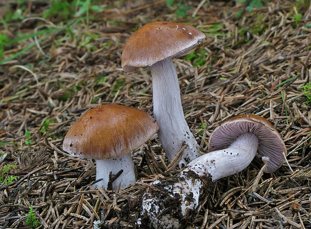 pavučinovec Cortinarius sp.