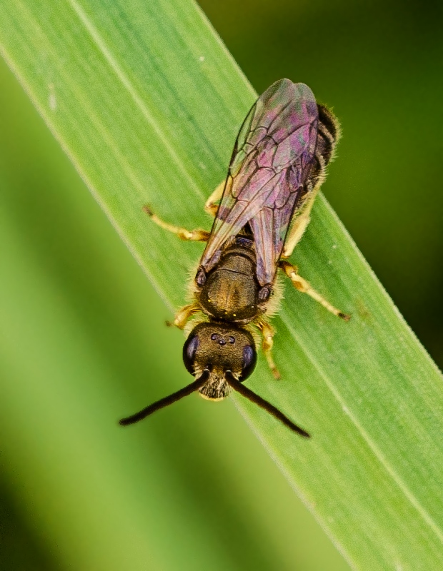 včielka pásikavá Halictus quadricinctus  Fabricius, 1776