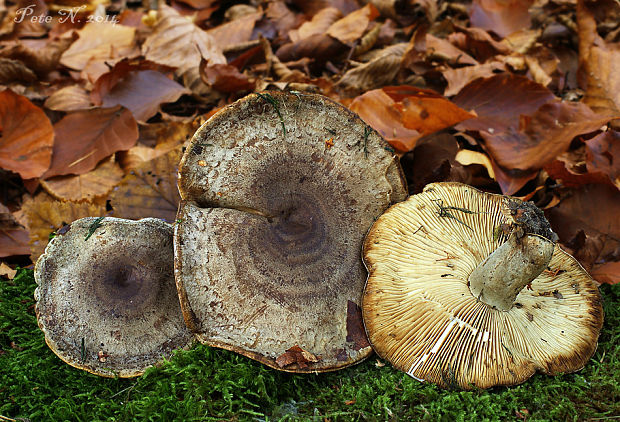 rýdzik hnedozelený Lactarius fluens Boud.