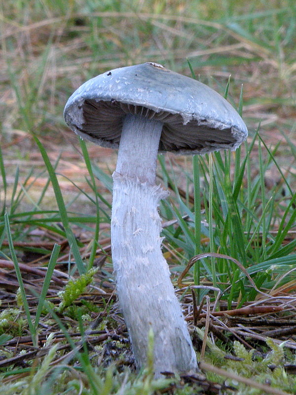 golierovka Stropharia sp.