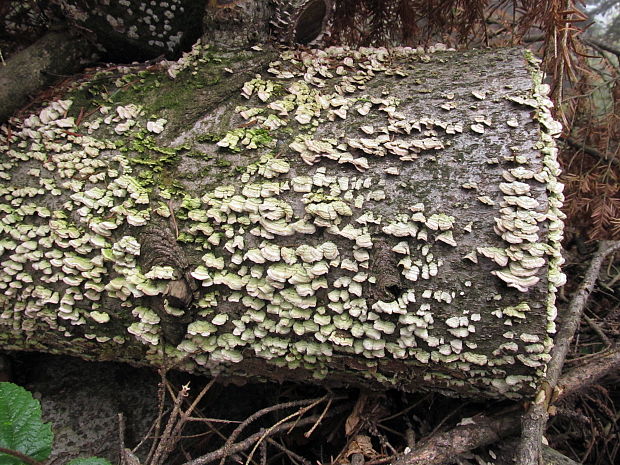 ryhovec želatinovitý Trichaptum biforme (Fr.) Ryvarden