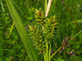 ostrica bledá