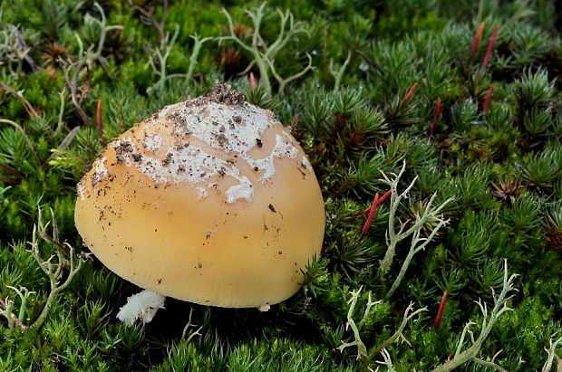 muchotrávka slamovožltá Amanita gemmata (Fr.) Bertill.