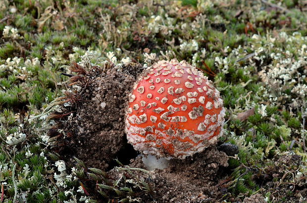 muchotrávka červená Amanita muscaria (L.) Lam.