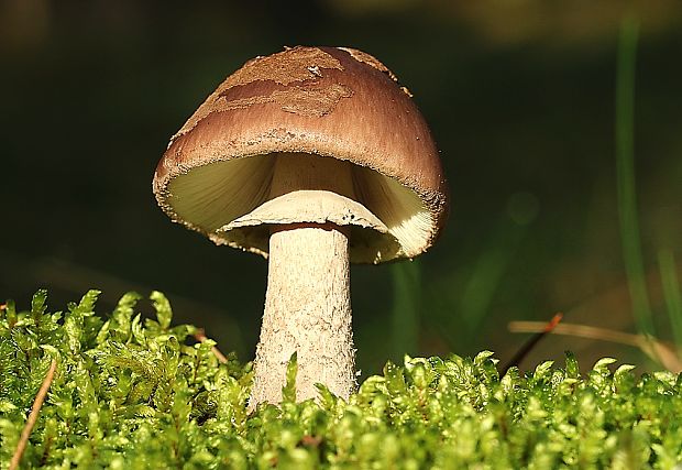 muchotrávka porfýrovosivá Amanita porphyria Alb. & Schwein.