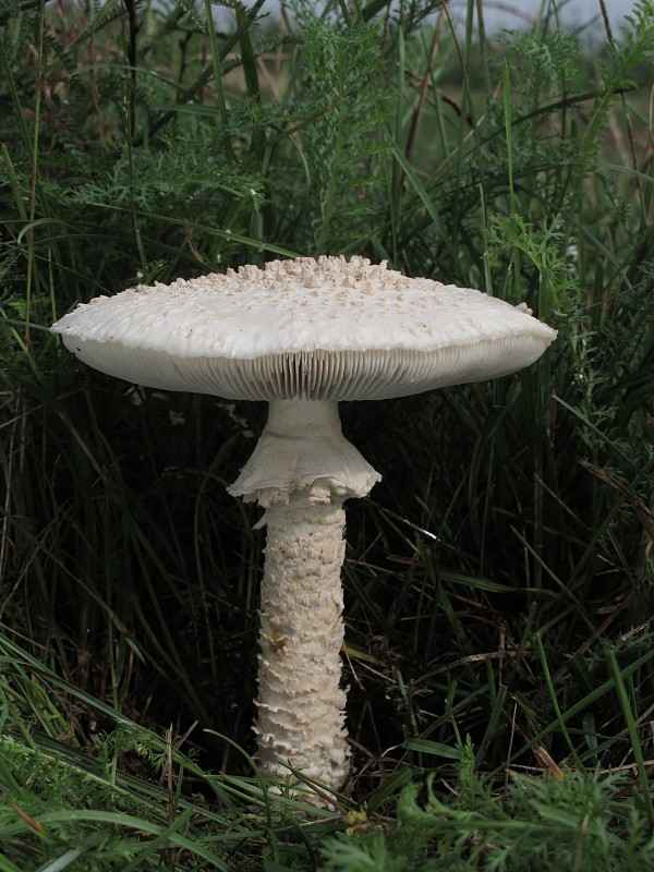 muchotrávka Vittadiniho Amanita vittadinii (Moretti) Vittad.