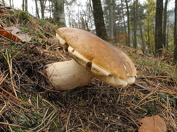 hríb smrekový Boletus edulis Bull.