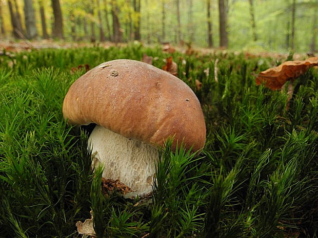 hríb smrekový Boletus edulis Bull.