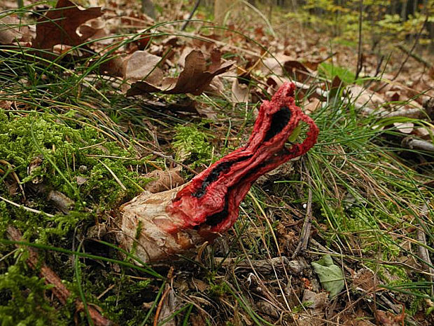 mrežovka kvetovitá Clathrus archeri (Berk.) Dring