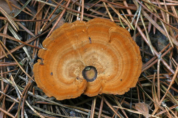 kožovník pásikavý Coltricia perennis (L.) Murrill