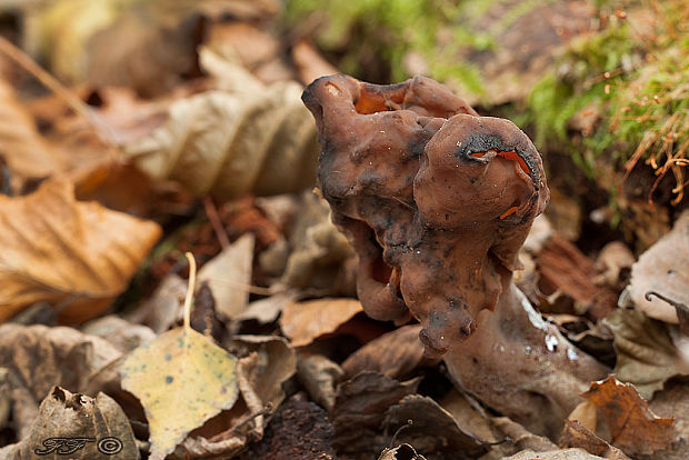 ušiak mitrovitý Gyromitra infula (Schaeff.) Quél.