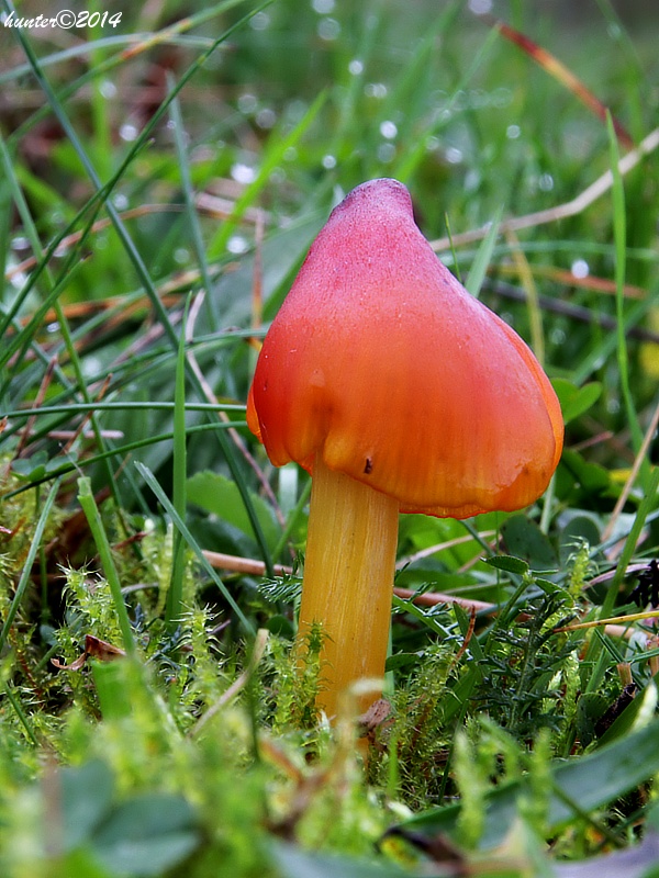 lúčnica kužeľovitá Hygrocybe conica (Schaeff.) P. Kumm.