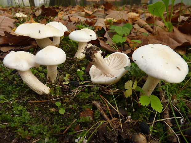 šťavnačka slonovinová Hygrophorus cf.eburneus (Bull.) Fr.