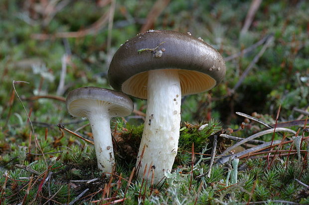 šťavnačka mrazová Hygrophorus hypothejus (Fr.) Fr.