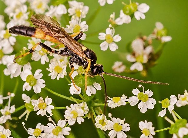 lumok Ichneumon emancipatus