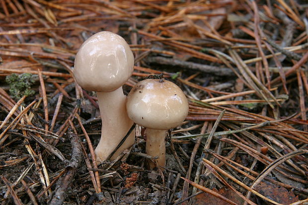 slizovnica obyčajná Limacella illinita (Fr.) Maire