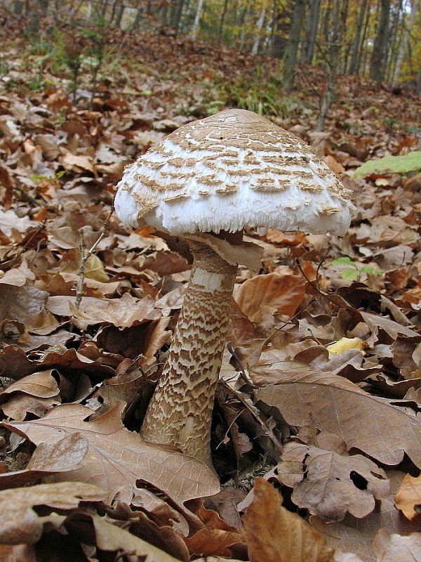 bedľa vysoká Macrolepiota procera (Scop.) Singer