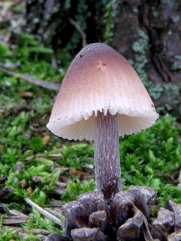 prilbička Mycena sp.