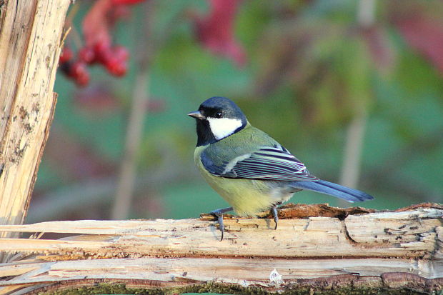 sýkorka bielolíca Parus major